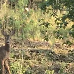 Bus Atypique Au Bord Du Canal Du Midi Et Au Coeur D'une Foret 2 * Villepinte (Aude)