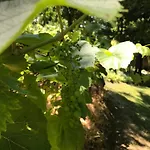 Bus Atypique Au Bord Du Canal Du Midi Et Au Coeur D'une Foret 2 Villepinte (Aude)