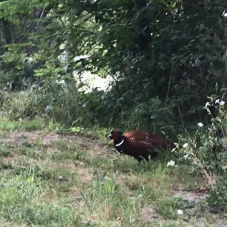 Bus Atypique Au Bord Du Canal Du Midi Et Au Coeur D'une Foret 2 Villepinte (Aude)
