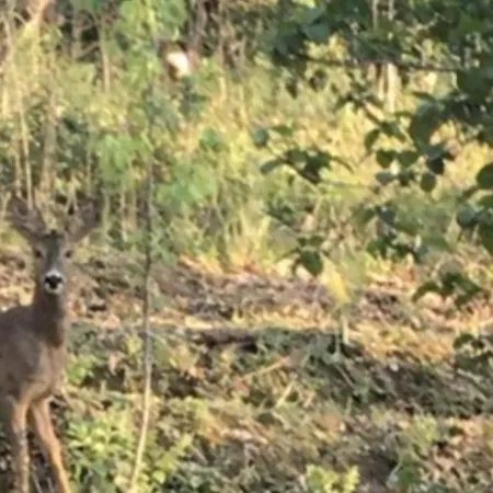 Bus Atypique Au Bord Du Canal Du Midi Et Au Coeur D'une Foret 2 * Villepinte (Aude)