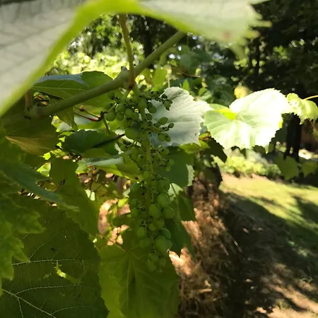 Bus Atypique Au Bord Du Canal Du Midi Et Au Coeur D'une Foret 2 Villepinte (Aude)