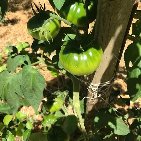 Bus Atypique Au Bord Du Canal Du Midi Et Au Coeur D'une Foret 2 * Villepinte (Aude)