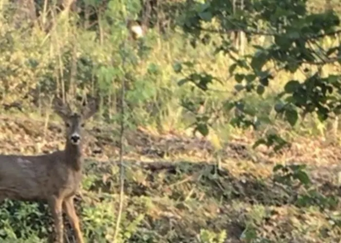 Bus Atypique Au Bord Du Canal Du Midi Et Au Coeur D'une Foret 2 * Villepinte (Aude)