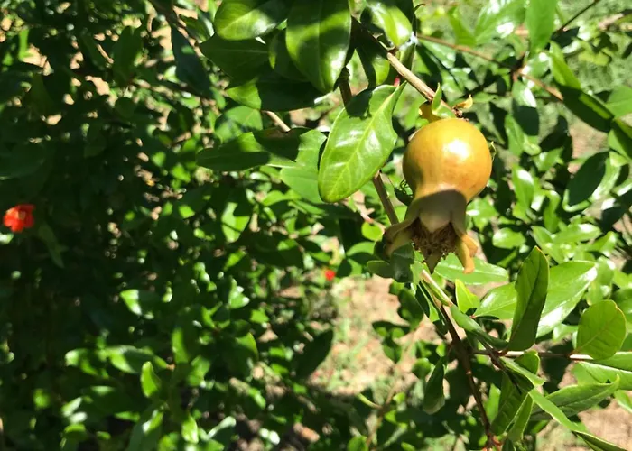 Bus Atypique Au Bord Du Canal Du Midi Et Au Coeur D'une Foret 2 *
