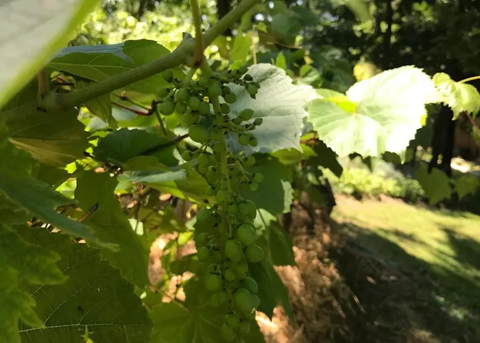 Bus Atypique Au Bord Du Canal Du Midi Et Au Coeur D'une Foret 2 Villepinte