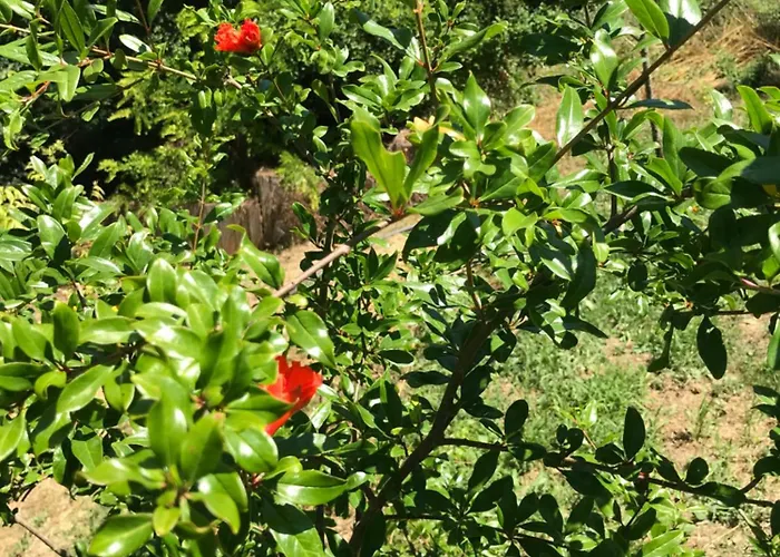 Bus Atypique Au Bord Du Canal Du Midi Et Au Coeur D'une Foret 2 Feriehus